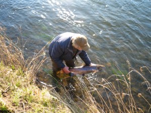 A coloured salmon is returned to the river.