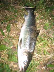 Night fishing for seatrout