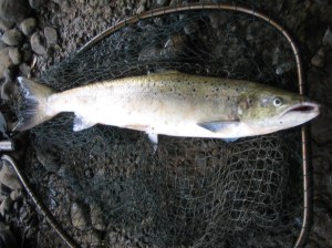 A wee coloured cock fish.