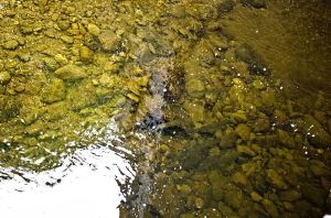 Seatrout in the clear water.