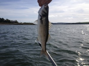 A few scales carefully removed and back into the sea for this fella.