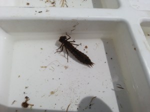 Dragonfly larva