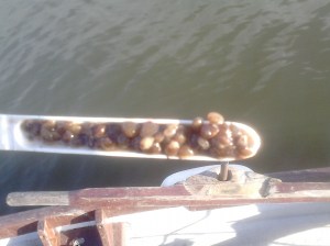 Water snails
