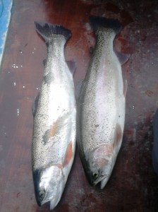 Although the day permit bag limit is 4 trout all anglers are asked to keep two trout and return the rest.