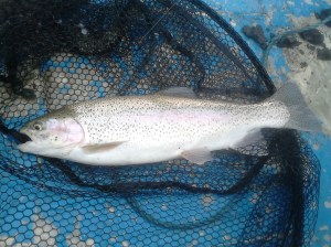 A nice bow in the net.