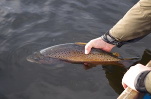 A slow retrieve fooled this brown trout in cold conditions