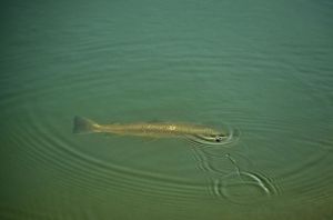 1476011_668102836553799_1979813968_n