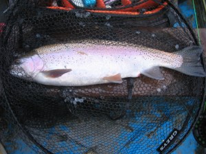 Superbly Conditioned Bow