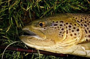 A nice brown caught on a dabbler