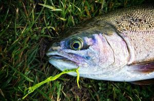 A nice bow for Kuba on a Chartreuse Snake