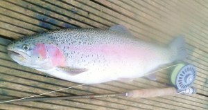 One on a buzzer with the 4wt