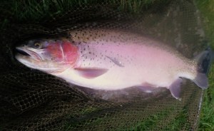 Check out the stickleback I laid on the side of this fish!