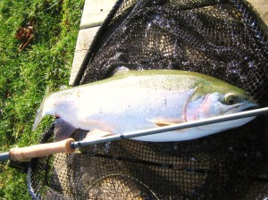 A nice fish on the new Greys GR50 10ft rod