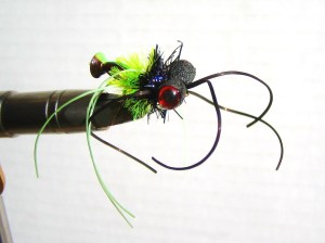 Black Turbo Tarantula