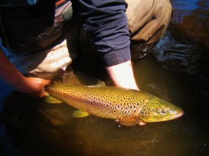 Releasing John's brute