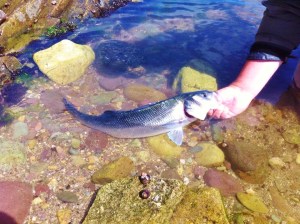 Facebook-20140627-070640