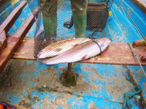 One each safely in the net