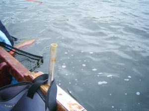 CPR (Catch Photo Release)