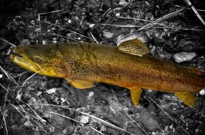 At this time of year resident browns often switch to feeding on snails