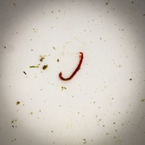 Typical Bloodworm