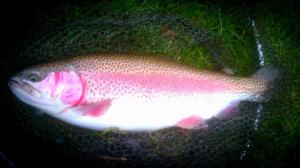 This beauty had seen a lot of flies before