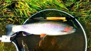 Another one that couldn't resist the worm