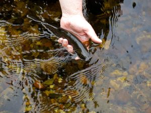 NWAngS Mourne Trout 3