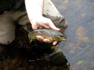 NWAngS Mourne Trout
