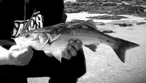 13318947_946926735424224_854604165_n