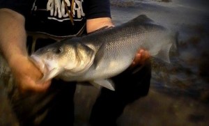 13318989_946926718757559_1585393660_n