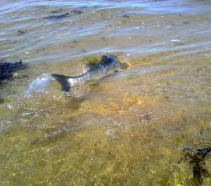 13332742_947144392069125_7178773811567912621_n