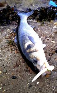 13332844_946929648757266_1926757989203566113_n