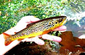 13339449_948655741917990_6934632357412272951_n