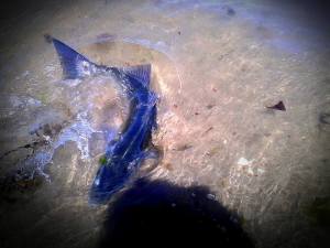 13339532_948161665300731_7692871187080538429_n